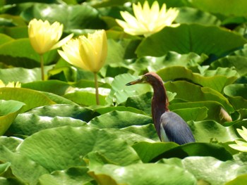 アカガシラサギ 長居公園植物園 2022年8月9日(火)