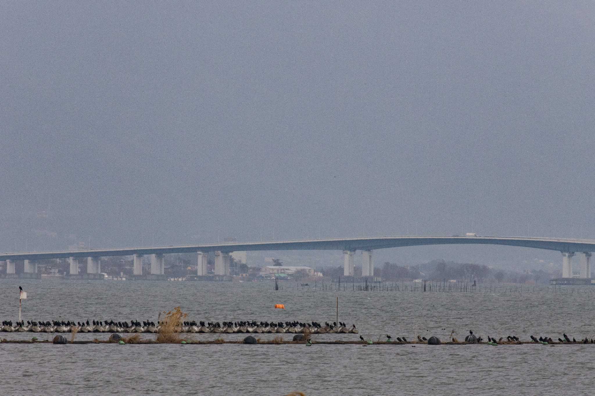 矢橋帰帆島 (滋賀県草津市) カワウの写真 by C君