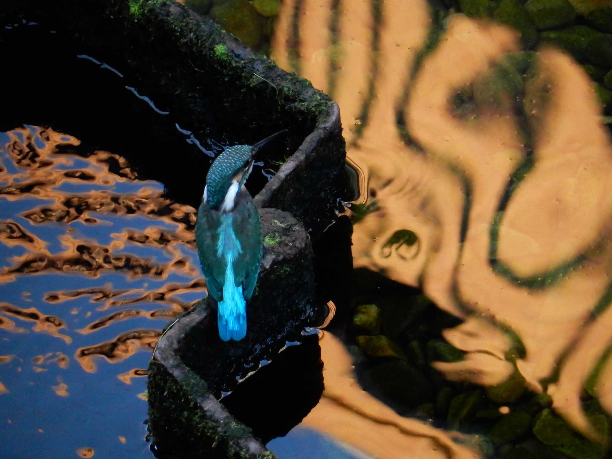 Photo of Common Kingfisher at 平和の森公園、妙正寺川 by morinokotori