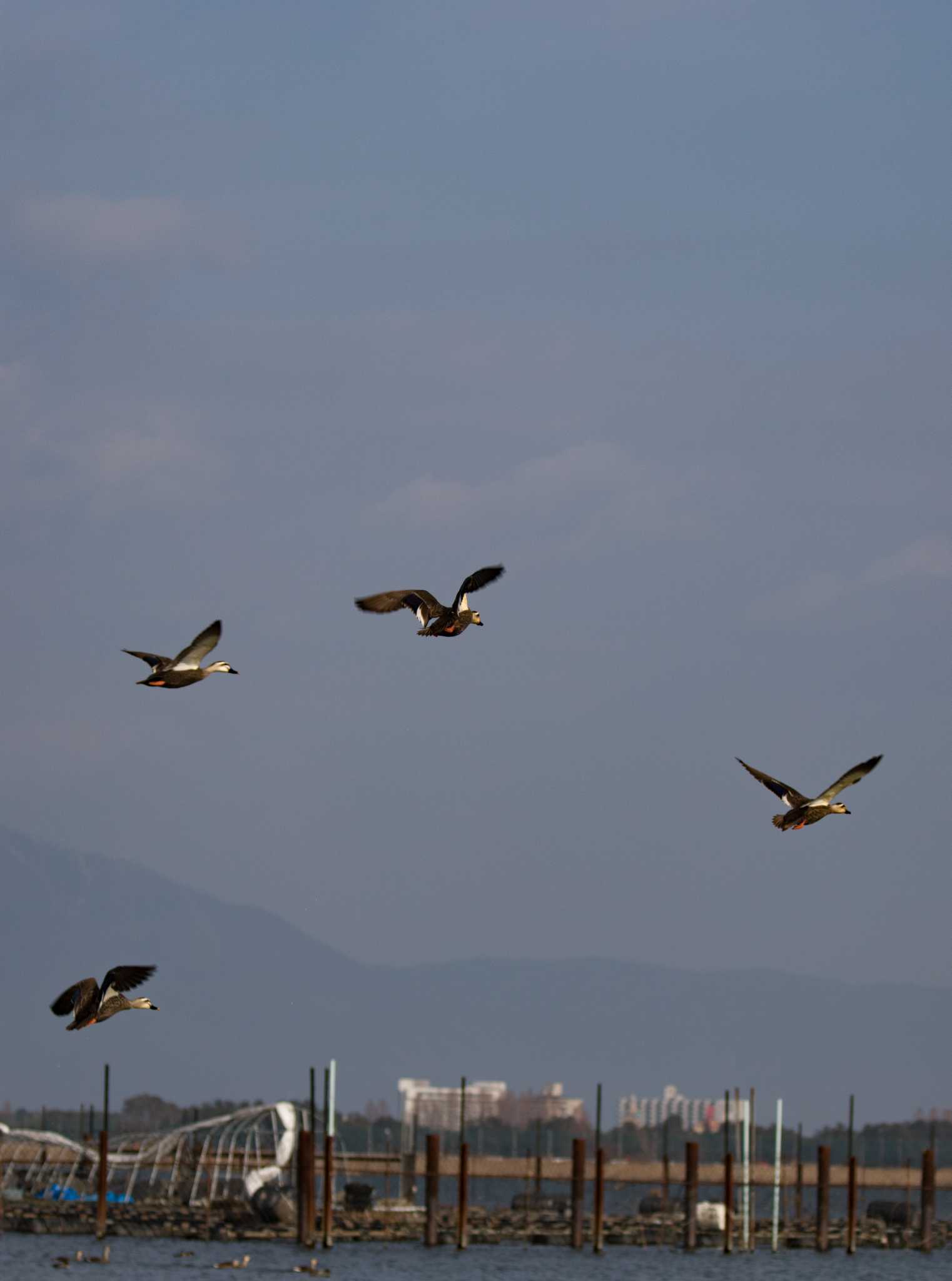 矢橋帰帆島 (滋賀県草津市) カルガモの写真 by C君