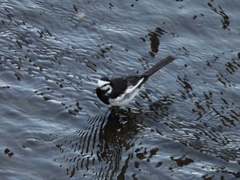 White Wagtail 木流堀 宮城県仙台市太白区 Thu, 6/30/2022