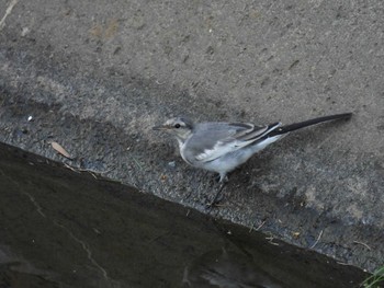 White Wagtail 木流堀 宮城県仙台市太白区 Sat, 7/2/2022