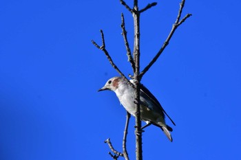 2022年8月10日(水) 長浜公園の野鳥観察記録