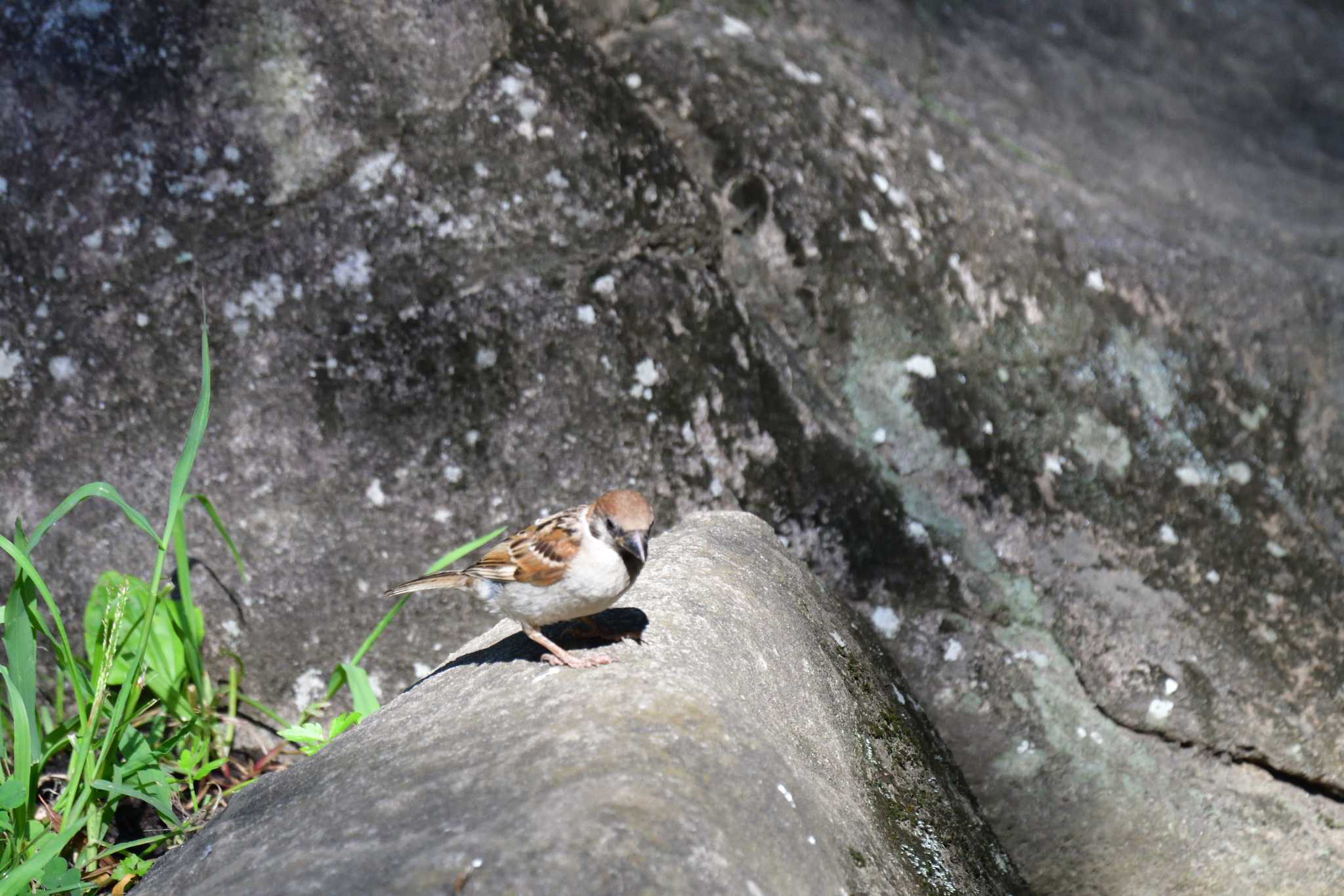 長浜公園 スズメの写真