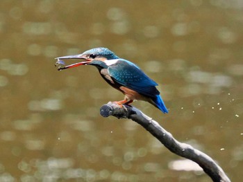 Common Kingfisher Kasai Rinkai Park Mon, 8/8/2022