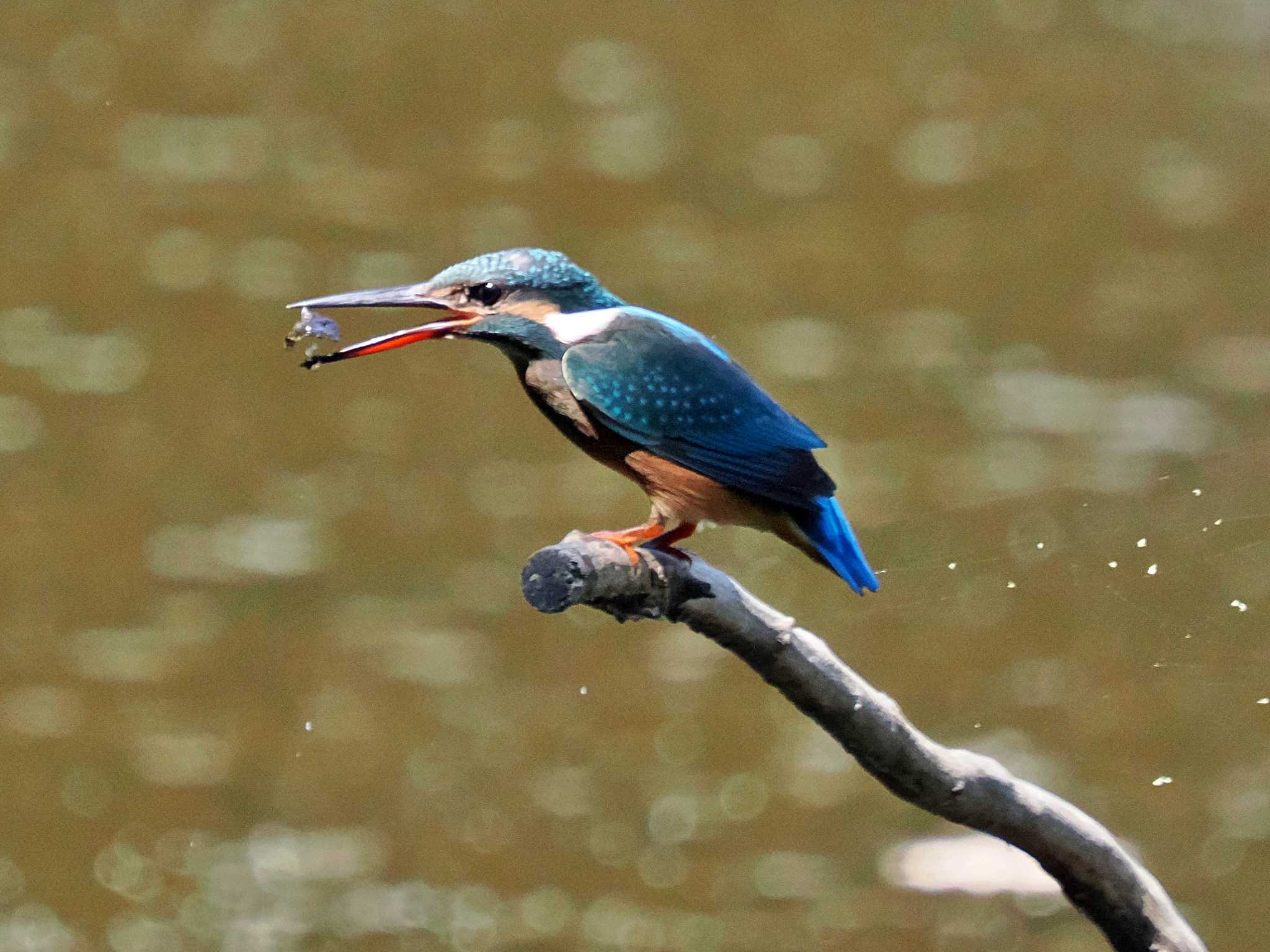 葛西臨海公園 カワセミの写真