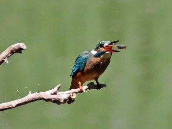 Common Kingfisher Kasai Rinkai Park Mon, 8/8/2022