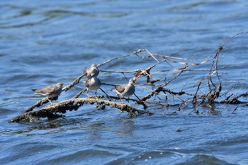 2022年8月9日(火) 谷津干潟の野鳥観察記録