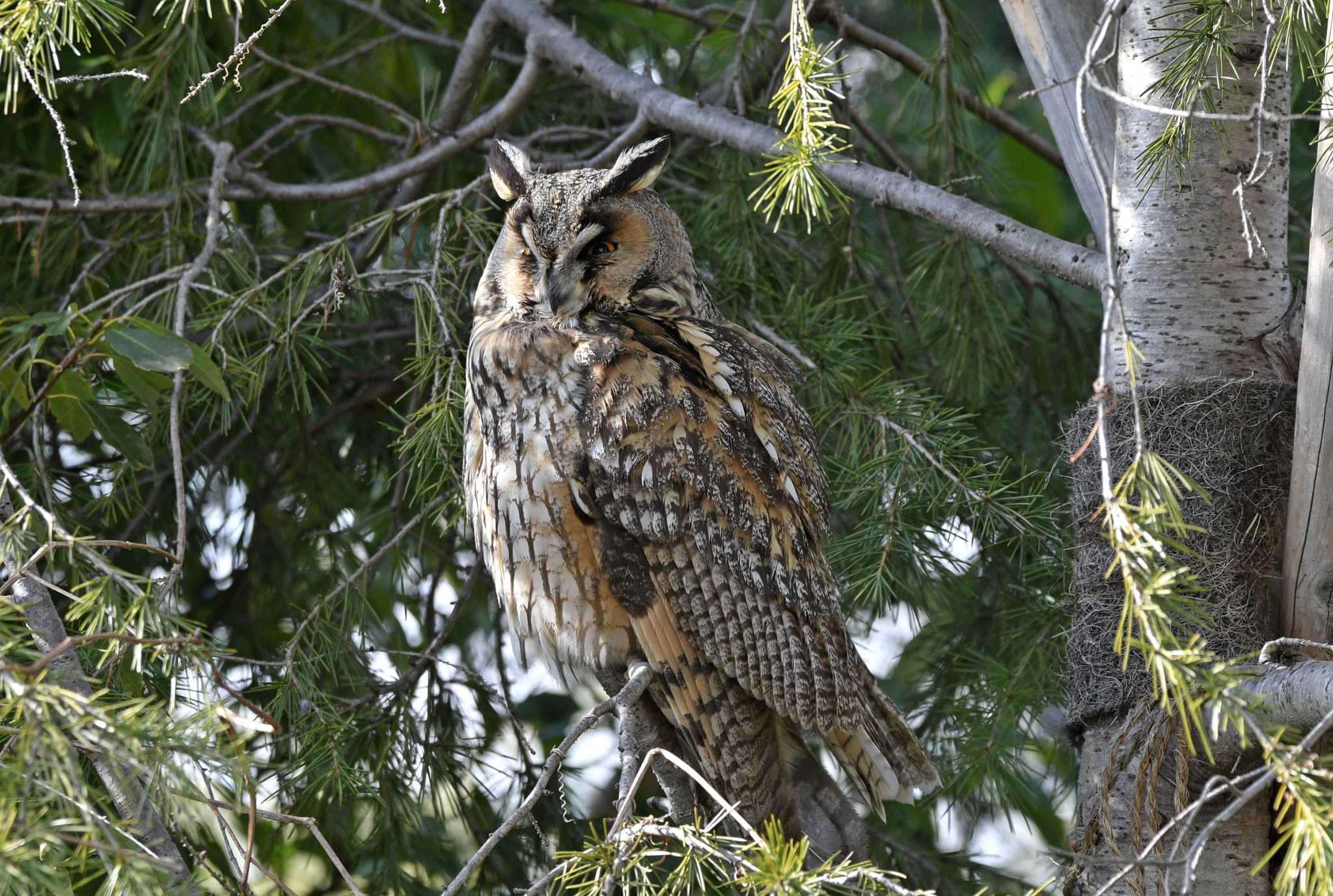  トラフズクの写真 by くまのみ