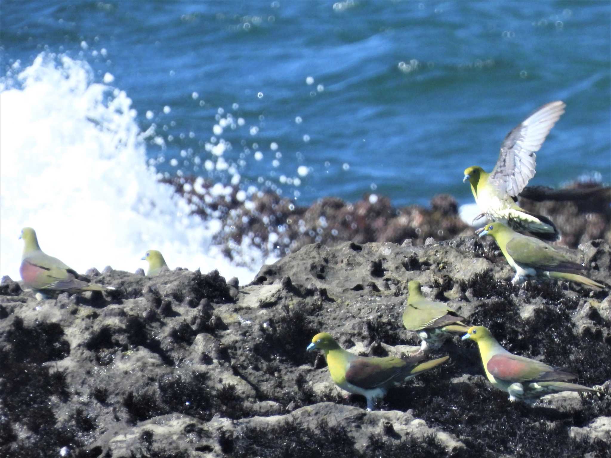 大磯照ヶ崎海岸 アオバトの写真 by モーさん