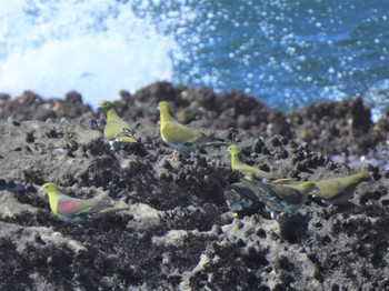 アオバト 大磯照ヶ崎海岸 2022年8月10日(水)