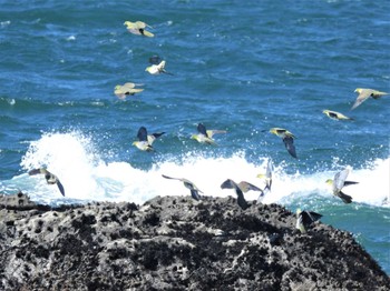 Wed, 8/10/2022 Birding report at Terugasaki Beach