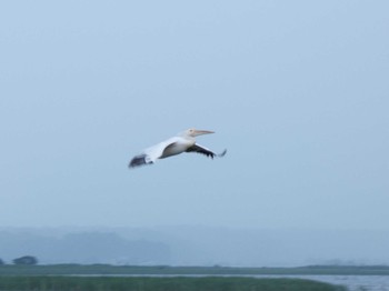 2022年8月7日(日) 北印旛沼の野鳥観察記録