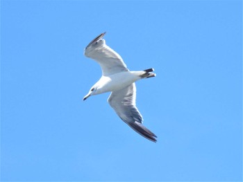 ウミネコ 大磯照ヶ崎海岸 2022年8月10日(水)