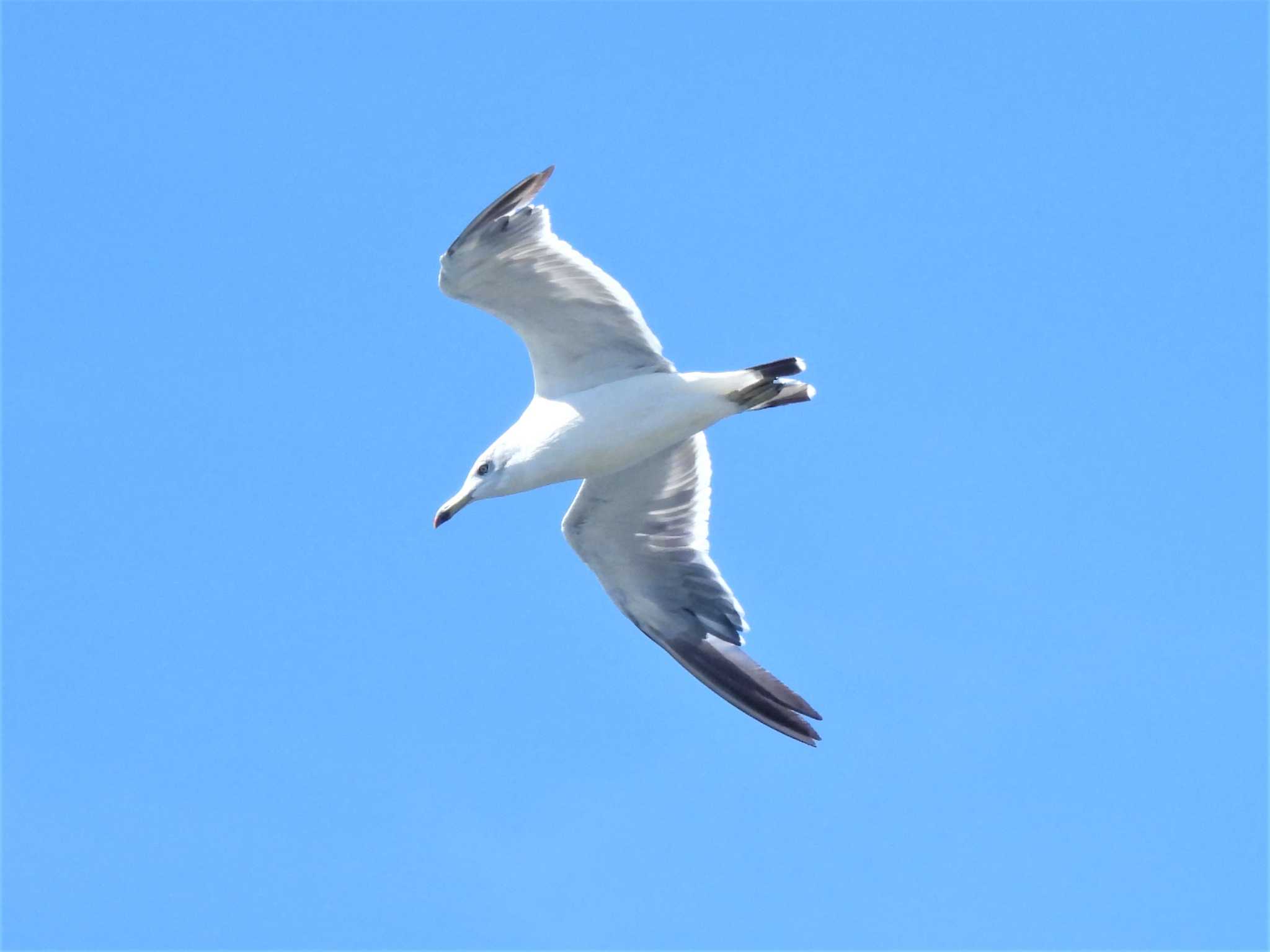 Black-tailed Gull