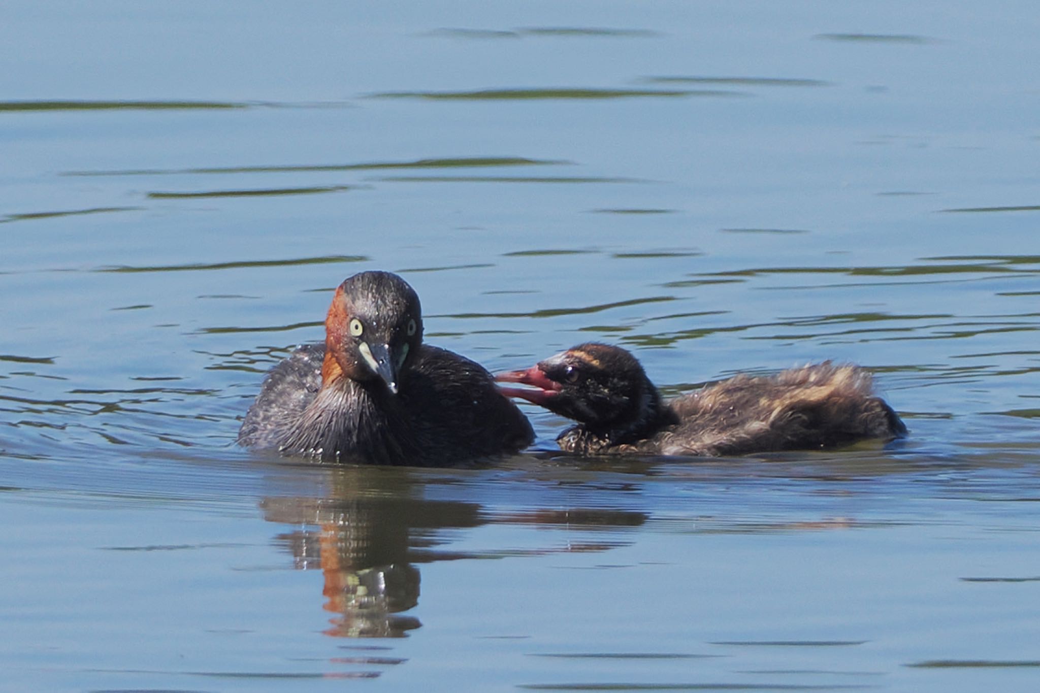 Little Grebe