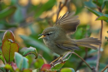 Japanese Bush Warbler Unknown Spots Sun, 1/21/2018