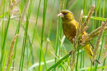 Grey-capped Greenfinch 梅田川(宮城県仙台市) Sat, 6/11/2022