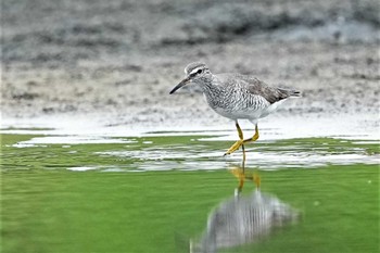 キアシシギ ふなばし三番瀬海浜公園 2022年8月6日(土)