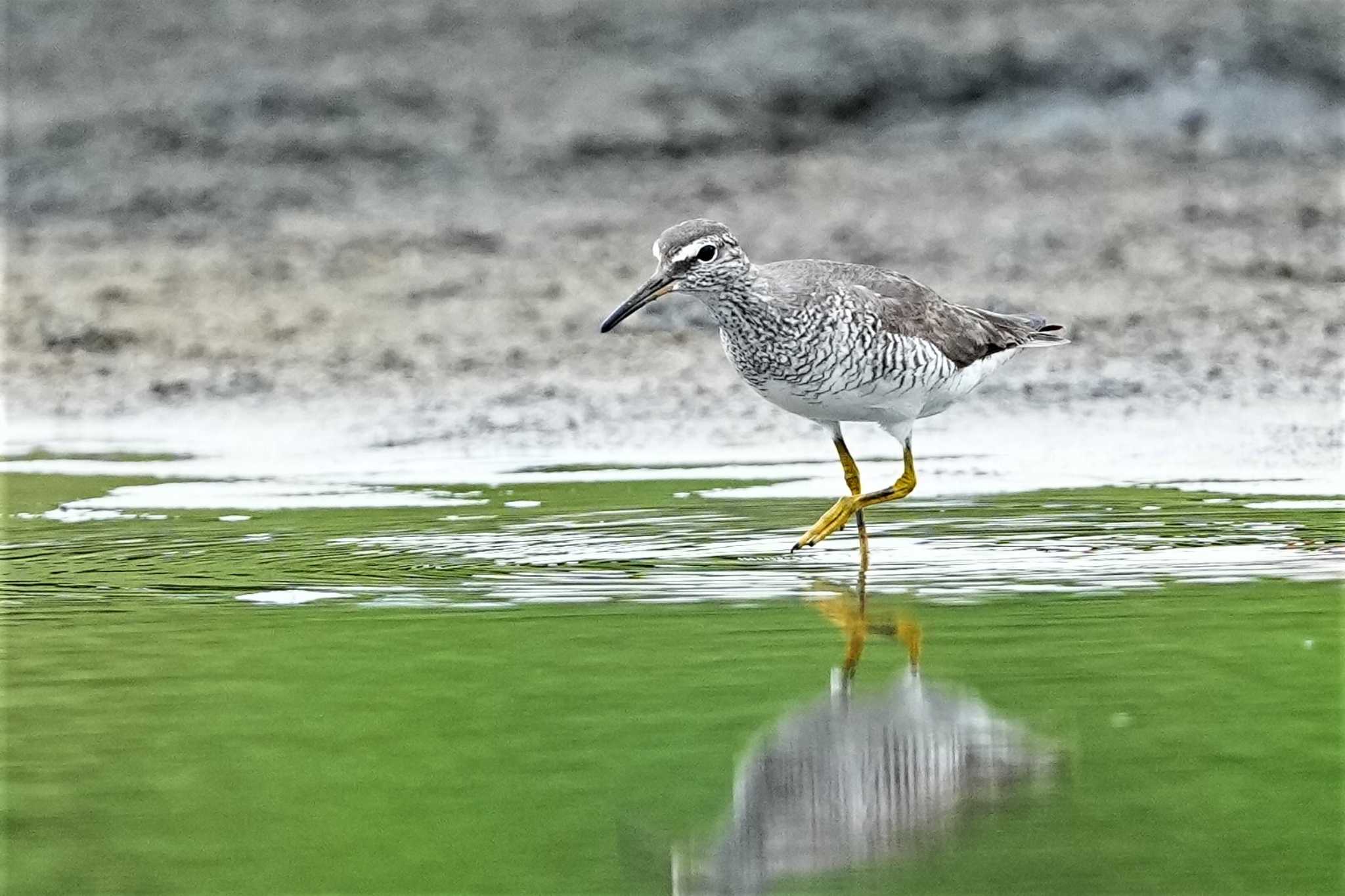 ふなばし三番瀬海浜公園 キアシシギの写真