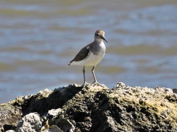 Common Sandpiper Kasai Rinkai Park Wed, 8/10/2022