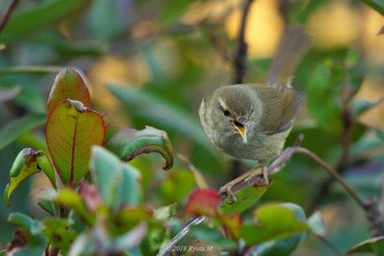 Japanese Bush Warbler Unknown Spots Sun, 1/21/2018