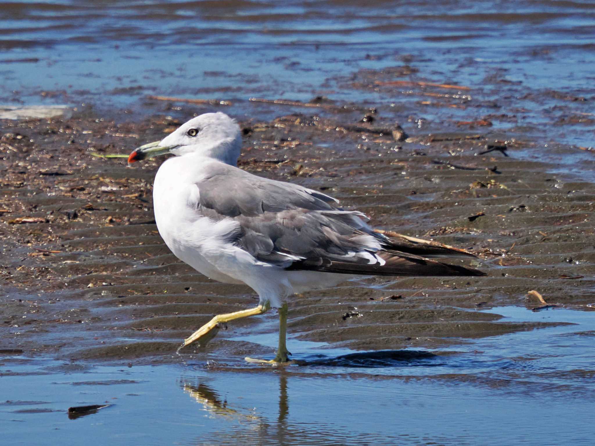 Photo of Black-tailed Gull at Kasai Rinkai Park by 藤原奏冥