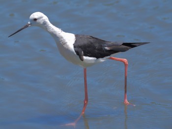 Black-winged Stilt Tokyo Port Wild Bird Park Sun, 7/24/2022