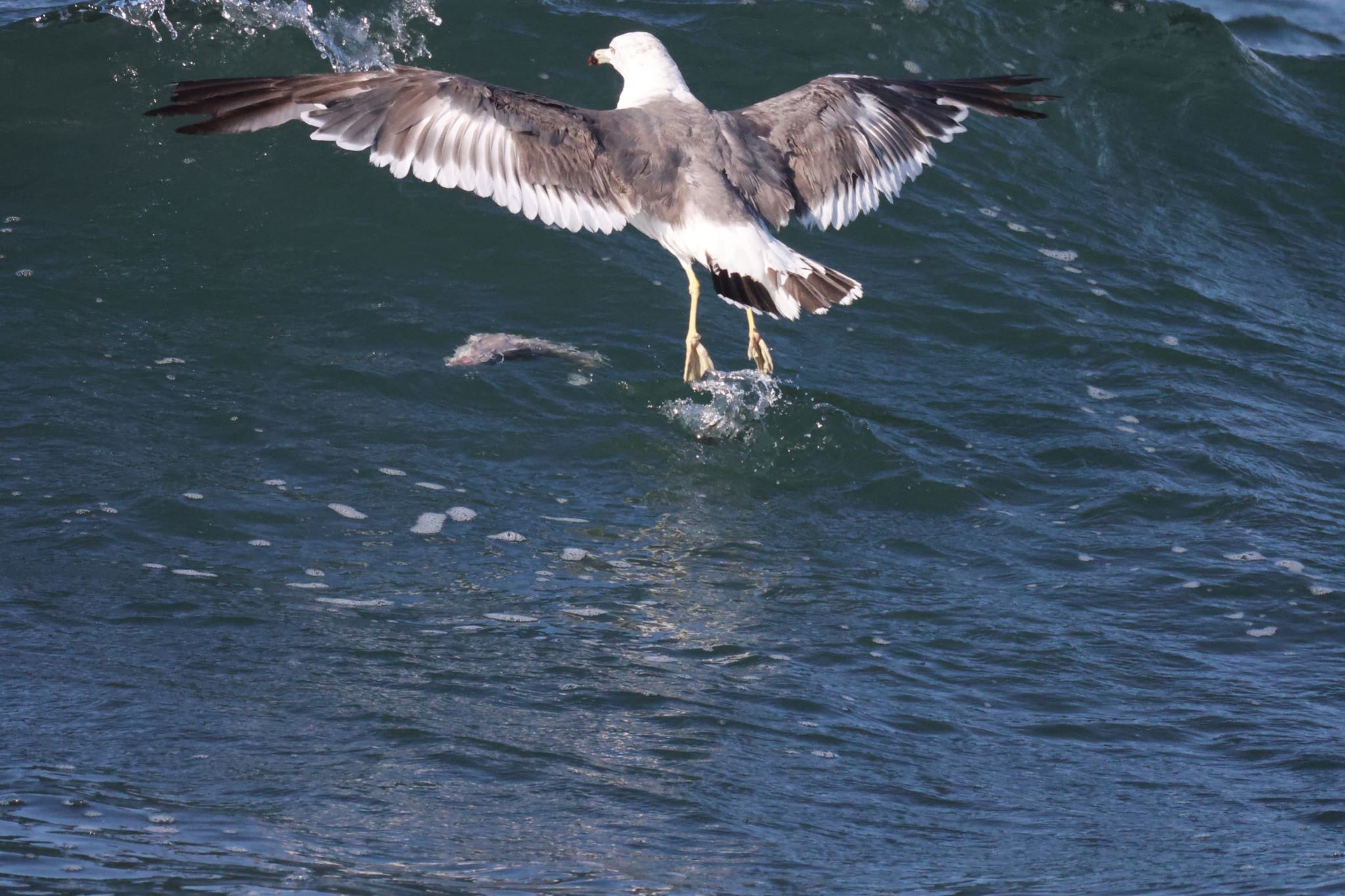 大磯照ヶ崎海岸 ウミネコの写真 by Naosuke