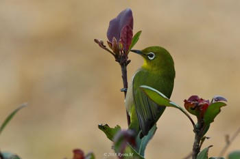 Warbling White-eye Unknown Spots Sun, 1/21/2018