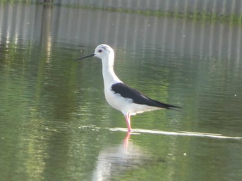 2022年8月7日(日) 稲敷市の野鳥観察記録