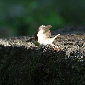 Wed, 8/10/2022 Birding report at 山田池公園