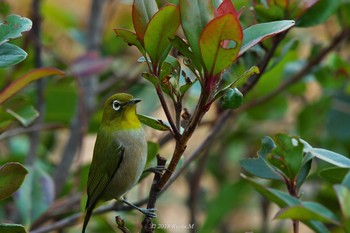 Warbling White-eye Unknown Spots Sun, 1/21/2018