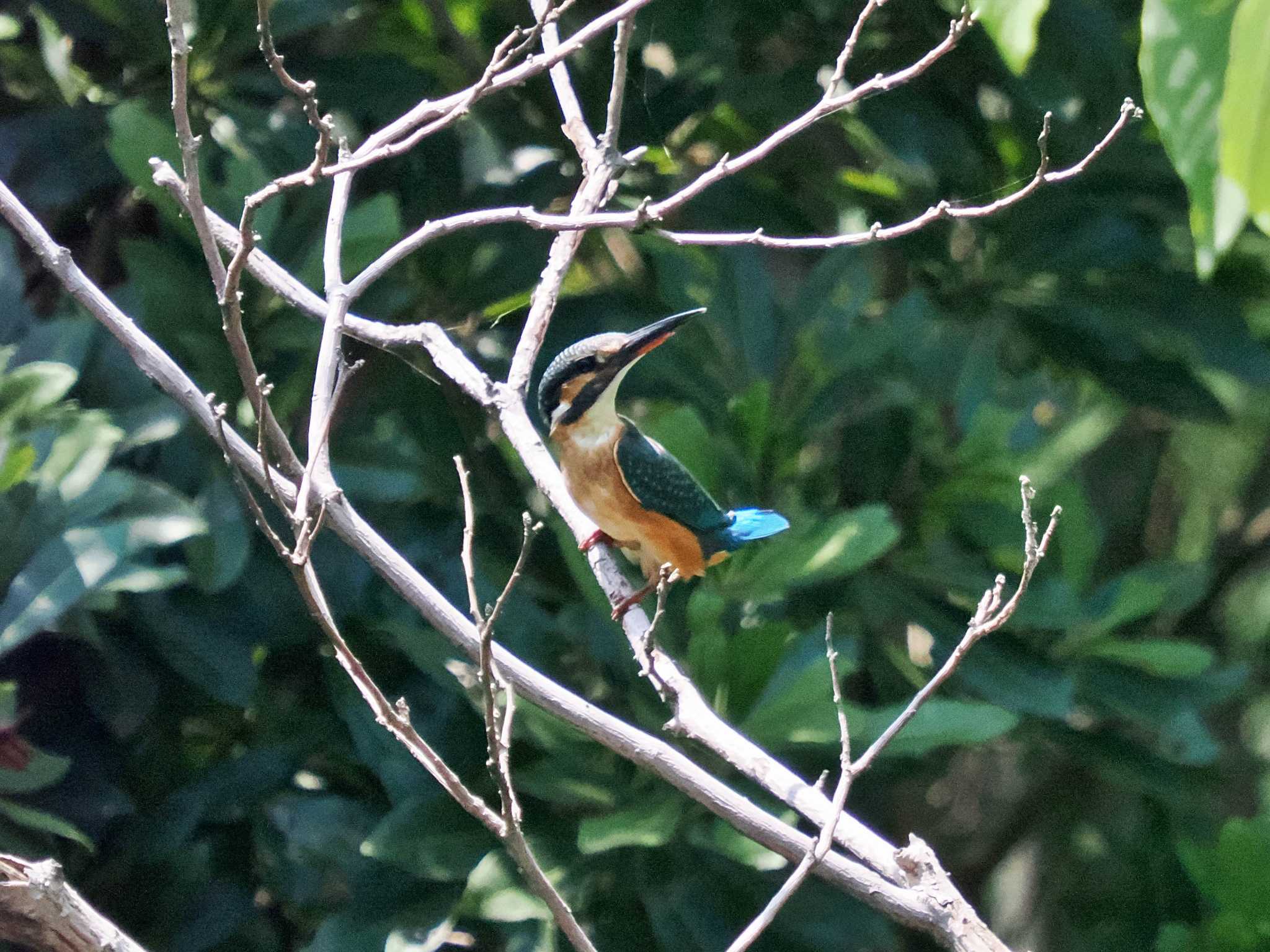 Photo of Common Kingfisher at Tokyo Port Wild Bird Park by 藤原奏冥