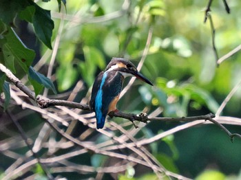 Common Kingfisher Tokyo Port Wild Bird Park Tue, 8/9/2022
