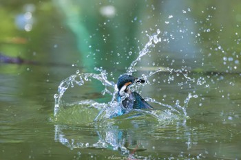 カワセミ 薬師池公園 2022年7月25日(月)