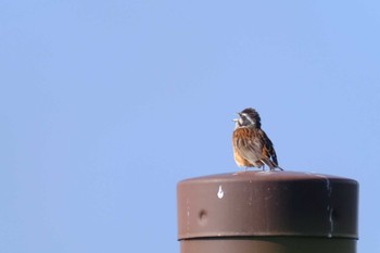 Meadow Bunting 朝霧高原 Wed, 8/10/2022