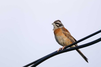 2022年8月10日(水) 朝霧高原の野鳥観察記録