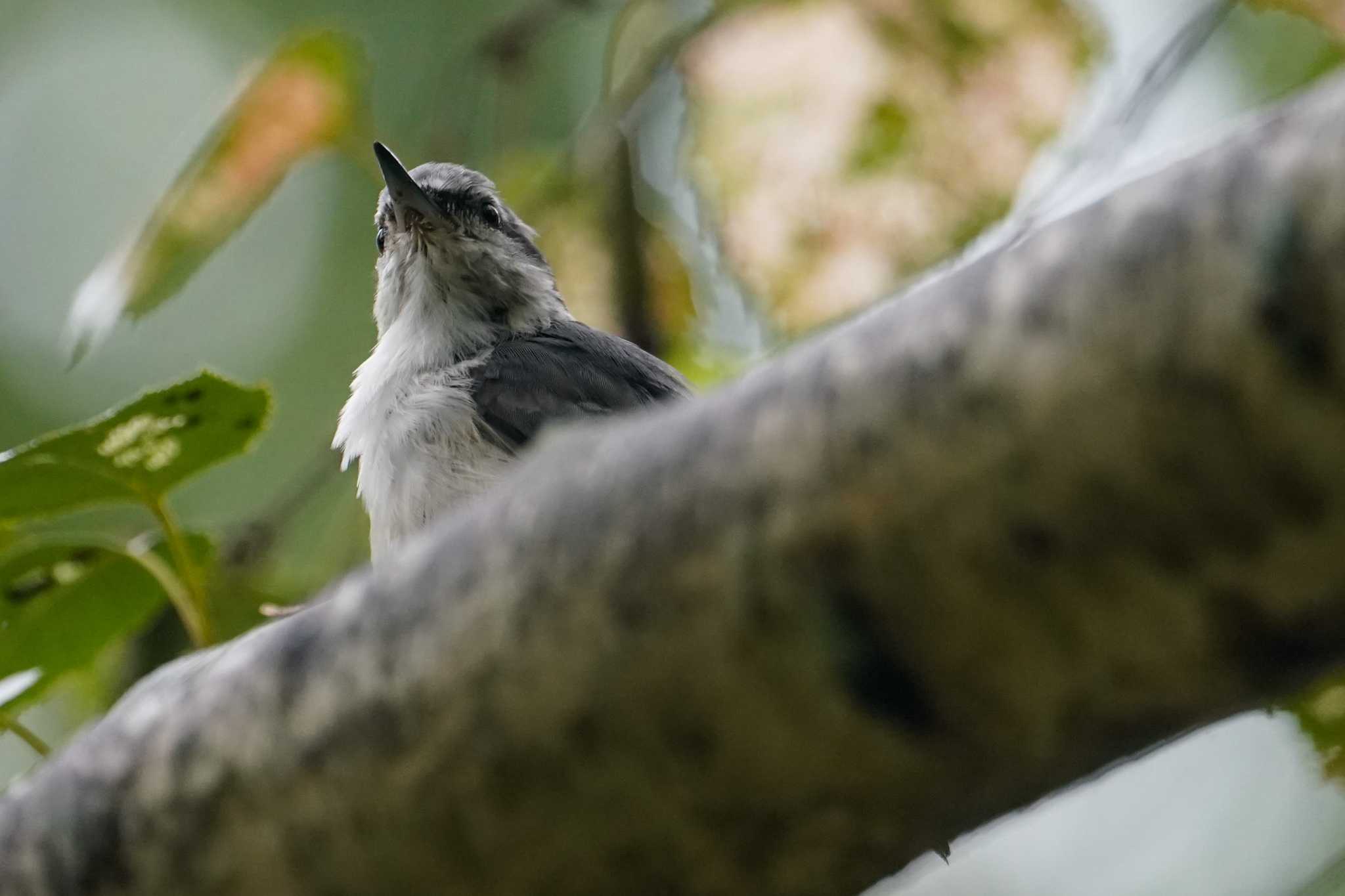 Eurasian Nuthatch(asiatica)