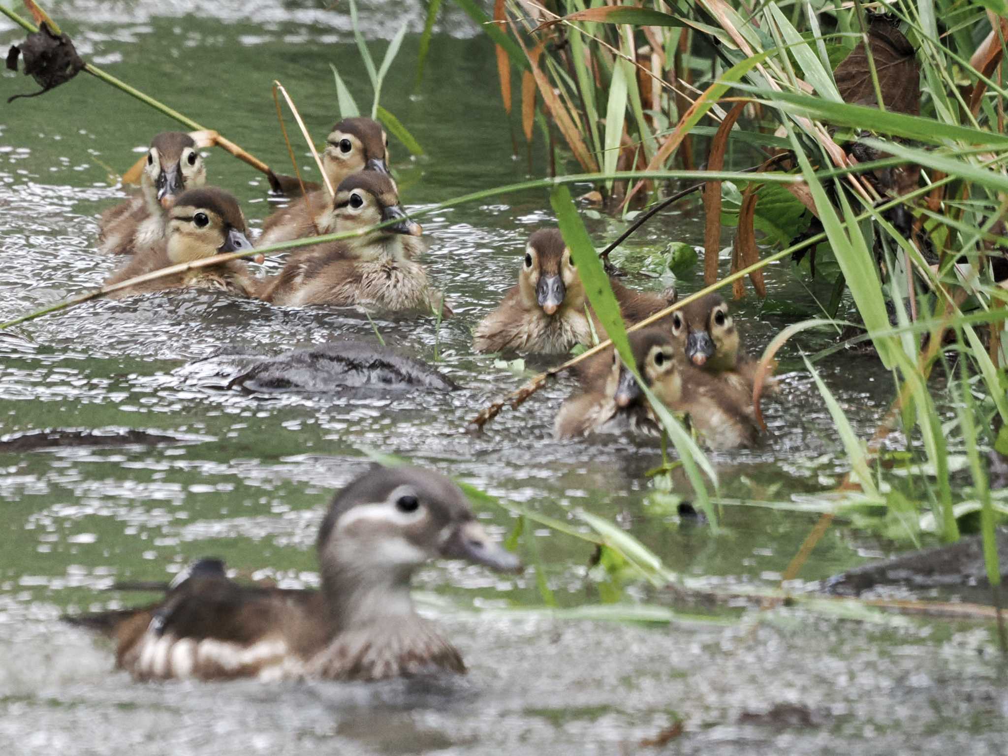 Mandarin Duck