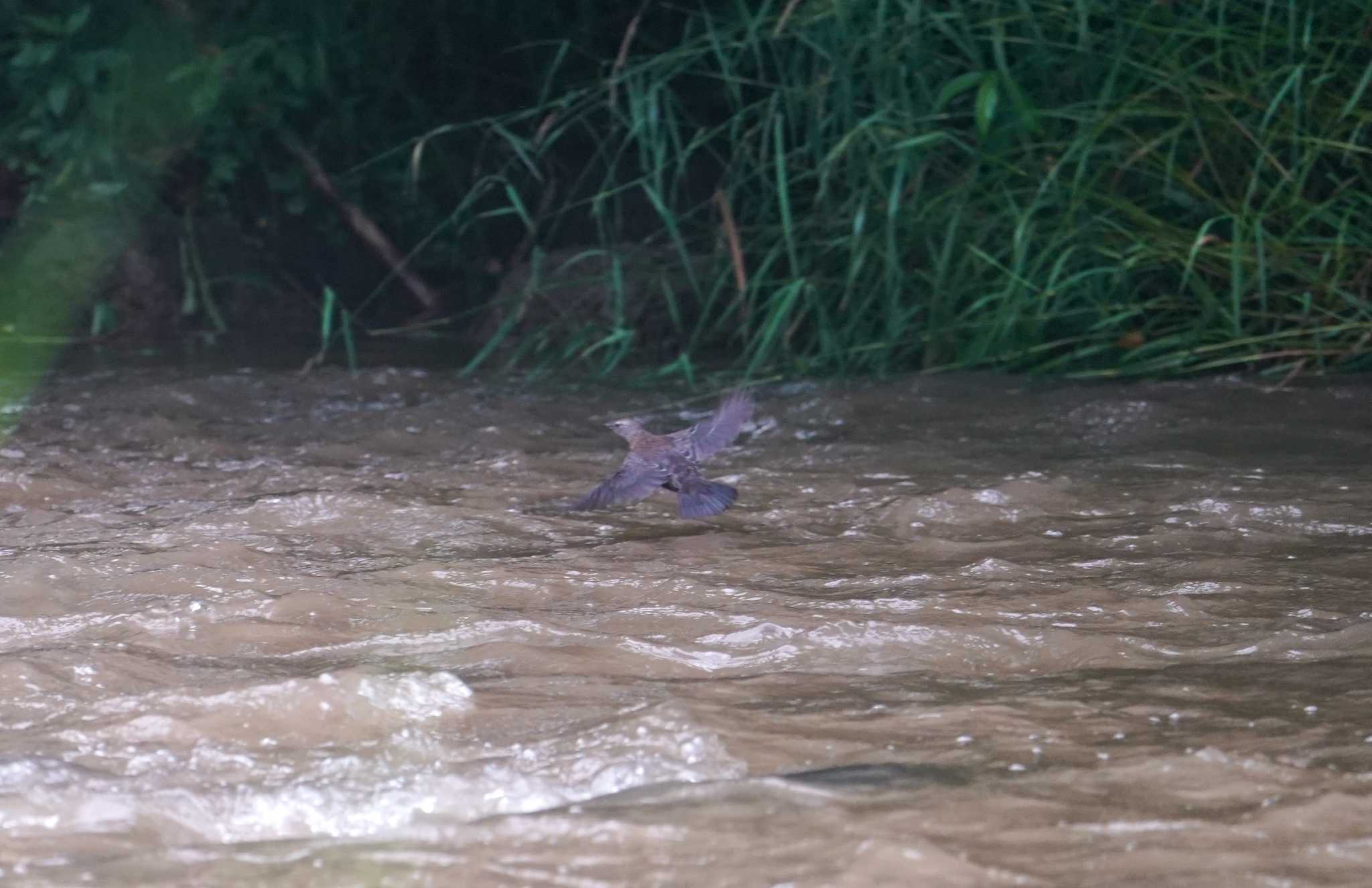 Brown Dipper