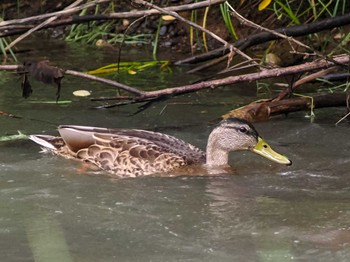 Mallard 福井緑地(札幌市西区) Tue, 8/9/2022