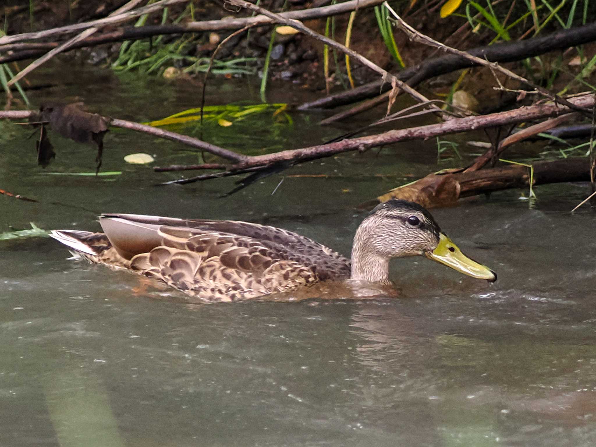 Photo of Mallard at 福井緑地(札幌市西区) by 98_Ark (98ｱｰｸ)