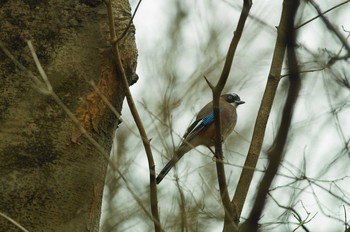 Eurasian Jay Unknown Spots Unknown Date