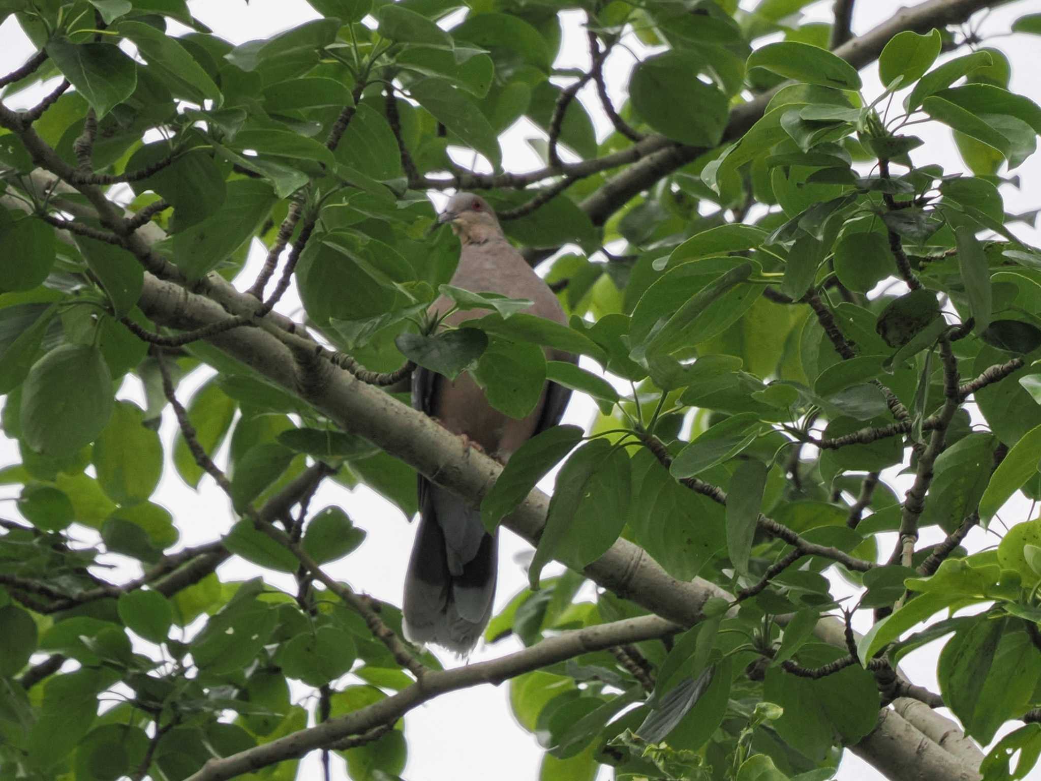 Oriental Turtle Dove