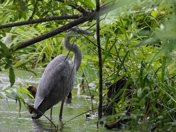 Grey Heron 福井緑地(札幌市西区) Tue, 8/9/2022