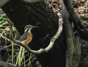 Common Kingfisher 福井緑地(札幌市西区) Tue, 8/9/2022