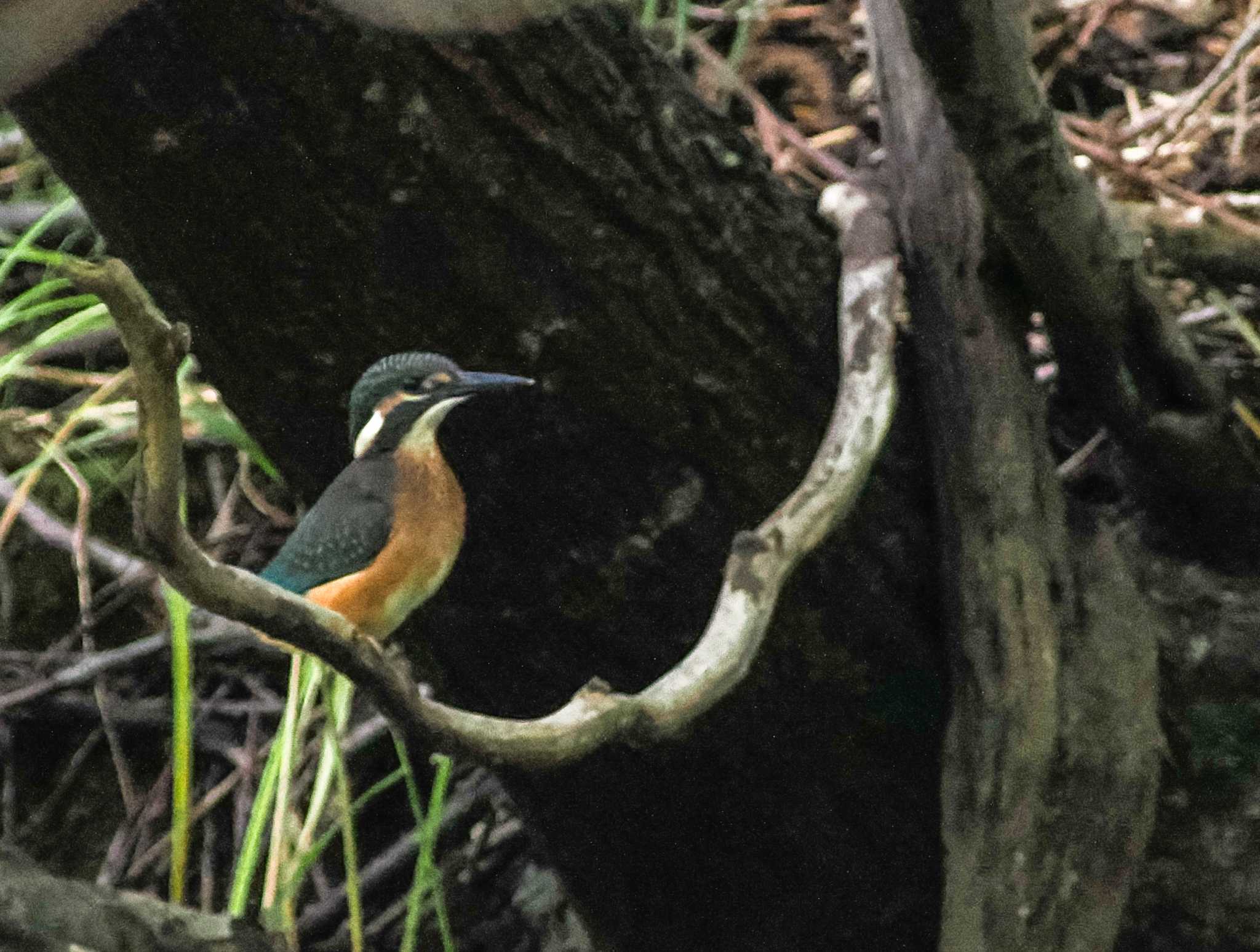 Common Kingfisher