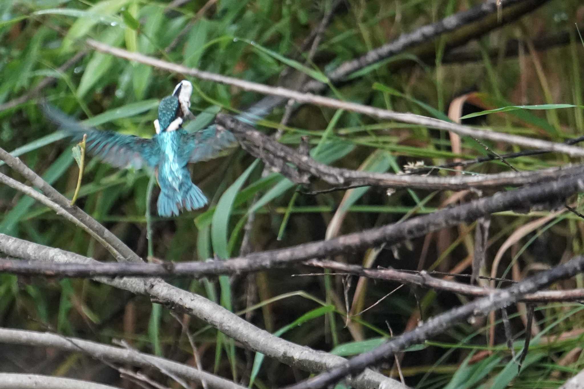 Common Kingfisher