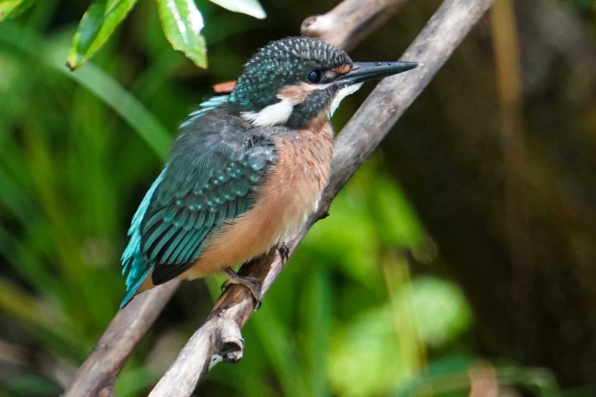 Common Kingfisher